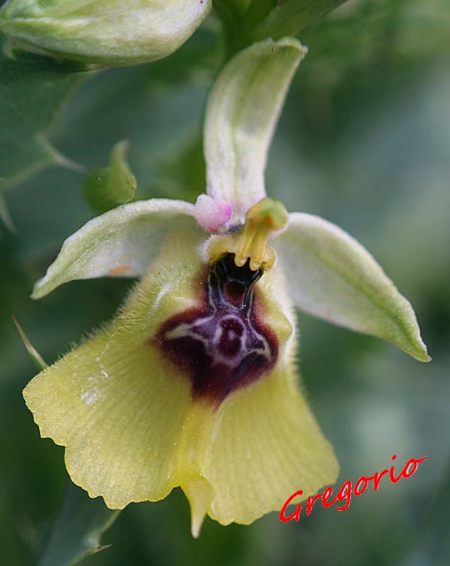 ci vedete qualcosa di Ophrys lacaitae (monti iblei-noto)